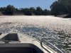 Australian river filled with millions of dead fish as residents complain of ‘putrid’ smell