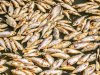 Millions of rotting fish to be removed from Australian river