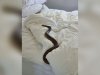 Woman finds 6-foot-long deadly snake 'lying in bed looking at me'