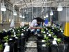 Brazil to rule whether businesses can plant cannabis, potentially opening passage to legal cultivation