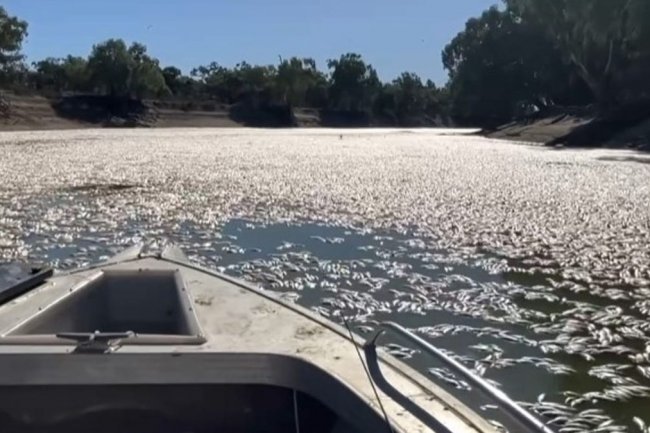 Australian river filled with millions of dead fish as residents complain of ‘putrid’ smell