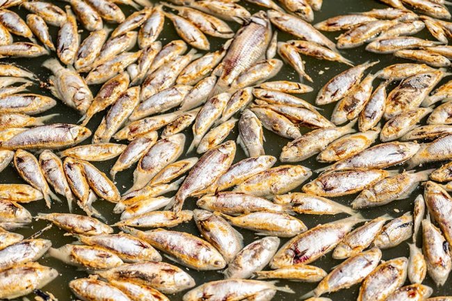 Millions of rotting fish to be removed from Australian river
