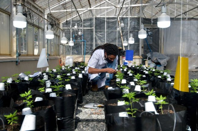 Brazil to rule whether businesses can plant cannabis, potentially opening passage to legal cultivation