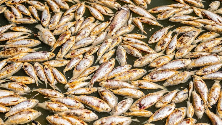 Millions of rotting fish to be removed from Australian river