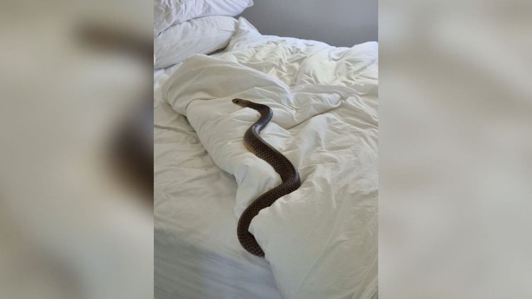 Woman finds 6-foot-long deadly snake 'lying in bed looking at me'